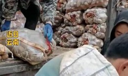 网友爆料土豆生芽视频