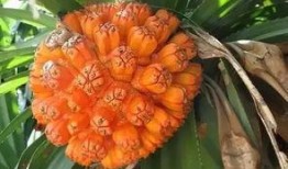 神人爆料仙人掌视频下载