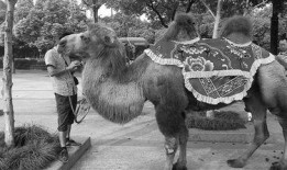 红色的骆驼在线观看,在线观看，探寻丝绸之路上的传奇之旅