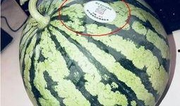 西双版纳网红吃瓜,揭秘热带风情下的美食诱惑