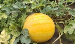 新疆网红新瓜最新爆料,揭秘神秘事件背后的真相