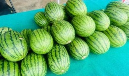 哪里可以吃免费的瓜,揭秘全国瓜果免费品尝地