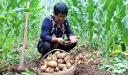 网友爆料土豆生芽视频