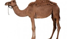 红色的骆驼在线观看,在线观看，探寻丝绸之路上的传奇之旅