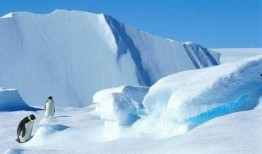 南极最新爆料新闻事件,冰原深处的未知生命之谜