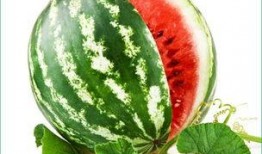 新疆网红新瓜最新爆料,揭秘神秘事件背后的真相