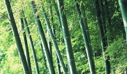 竹林小区新闻爆料视频,揭秘社区热点事件背后的真相