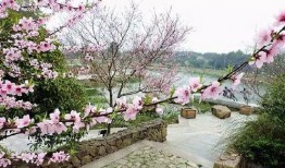 杭州春天爆料视频,短视频带你领略花海春意盎然