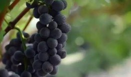 网红吃葡萄瓜是真的吗,是炒作还是美味？