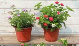 直播最新爆料新闻报道视频,最新爆料新闻视频深度解析