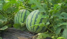 德宏大瓜爆料视频,宏大瓜视频内容深度解析