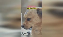 狗子新皮肤爆料视频,炫酷特效引粉丝热议！