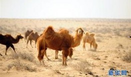 红色的骆驼在线观看,在线观看，探寻丝绸之路上的传奇之旅